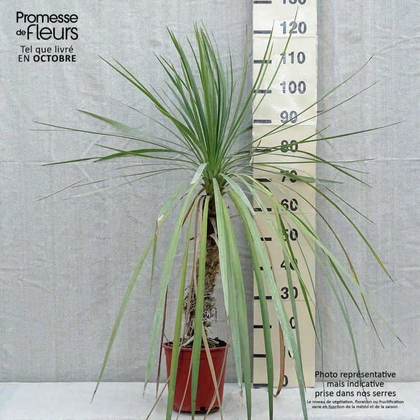 Ejemplar de Cordyline indivisa Maceta 3L/4L entregado en otoño