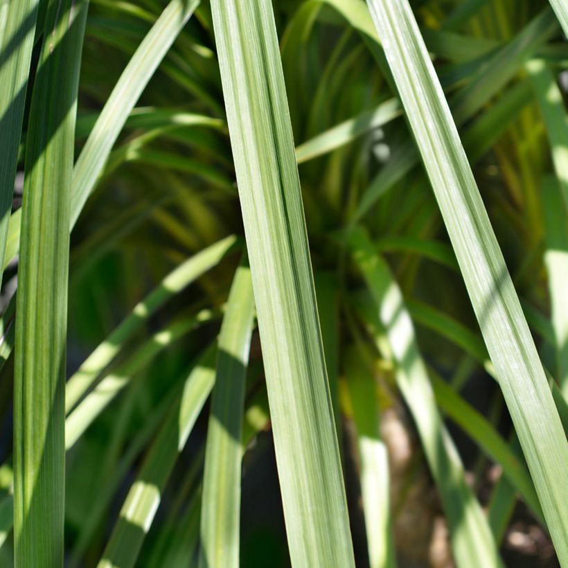 Cordyline indivisa (Follaje)