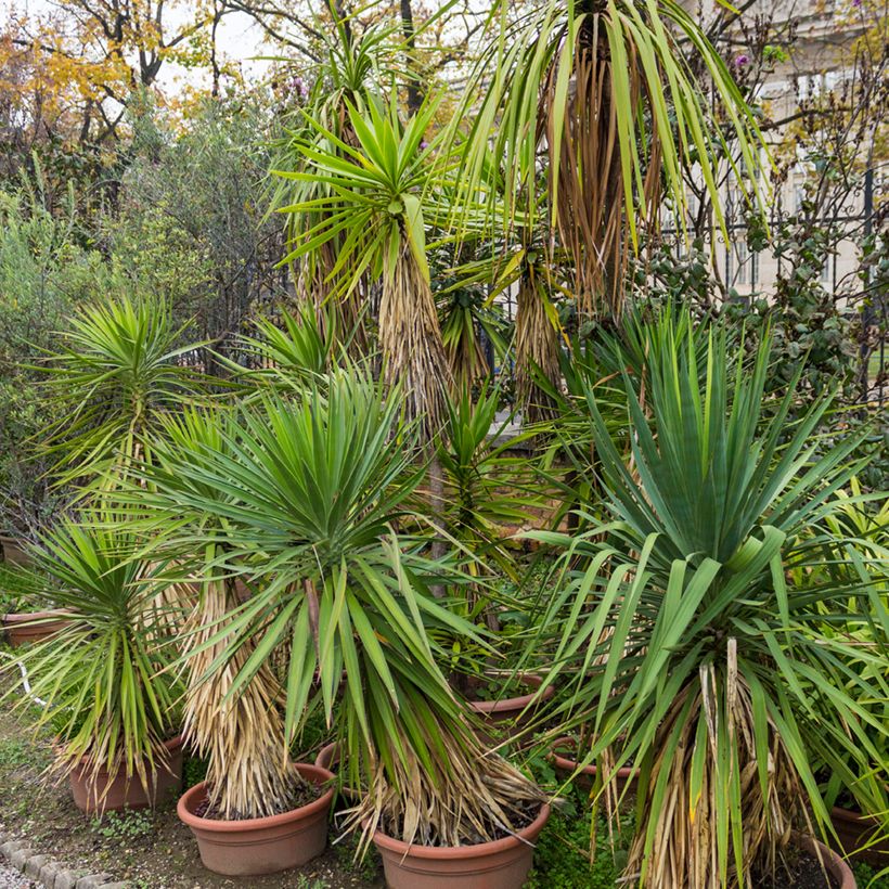 Cordyline indivisa (Porte)