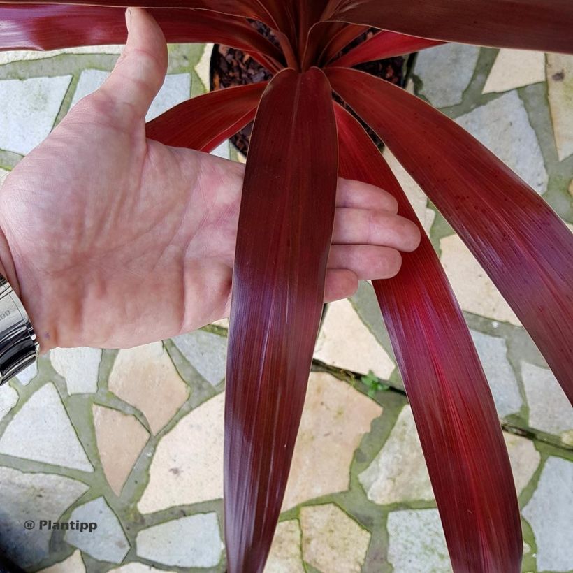 Cordyline obtecta Superstar (Follaje)