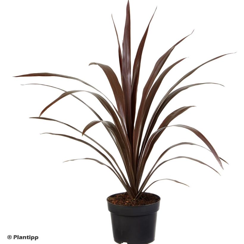 Cordyline obtecta Superstar (Porte)