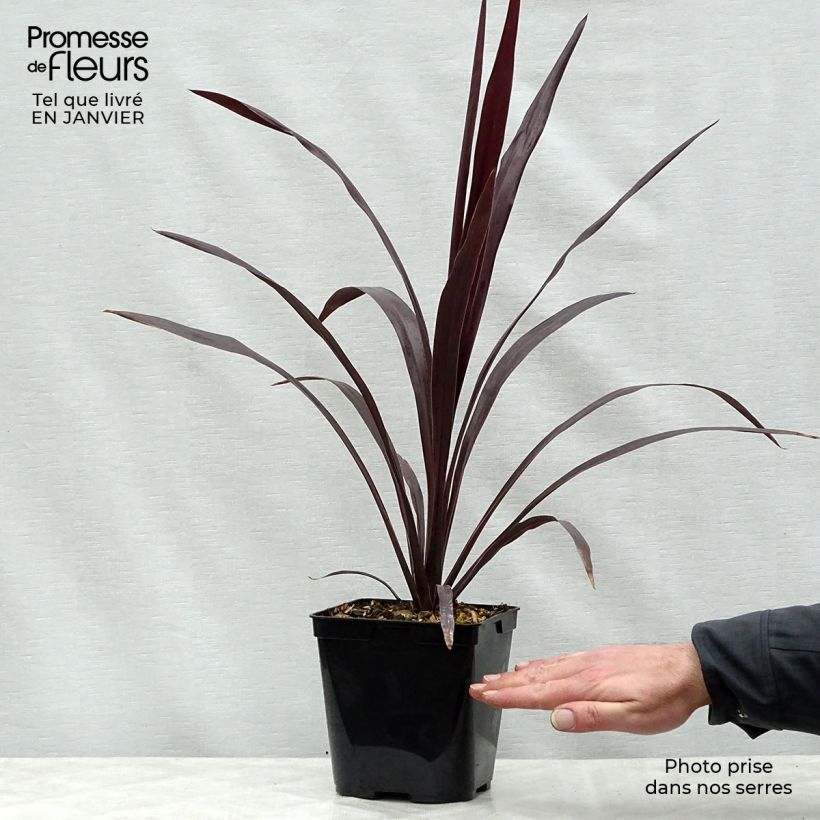 Cordyline obtecta Superstar Maceta 3L/4L Ejemplar entregado en invierno