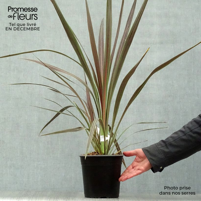 Cordyline banksii Electric Star Maceta 3L/4L Ejemplar entregado en invierno