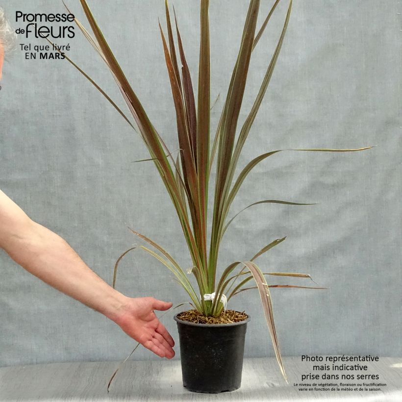 Cordyline banksii Electric Star Maceta 3L/4L Ejemplar entregado en la primavera