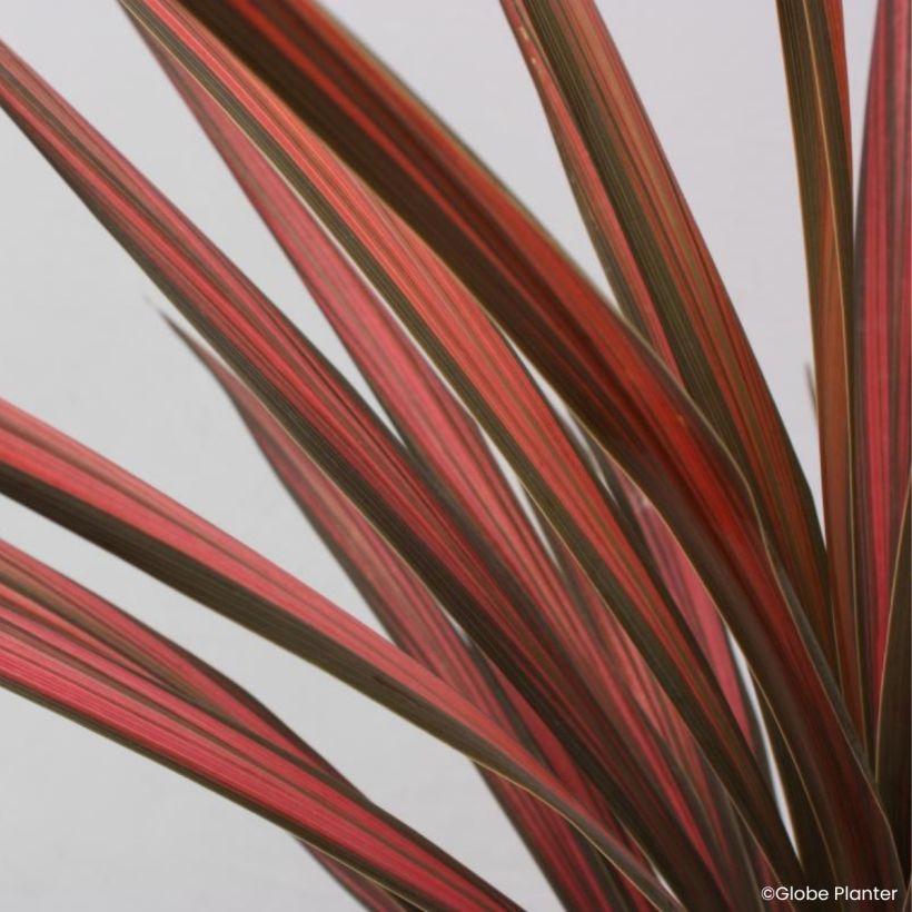 Cordyline australis Coral (Follaje)