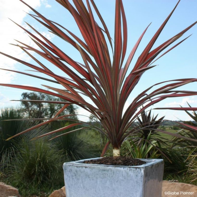 Cordyline australis Coral (Porte)