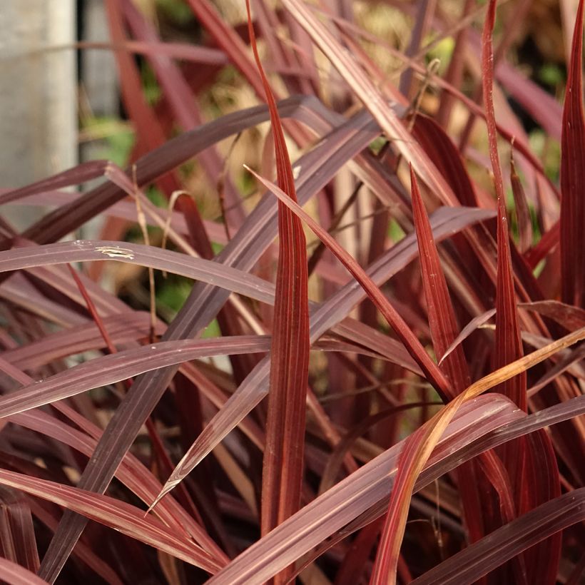 Cordiline Design a Line Burgundy- Cordyline australis (Follaje)