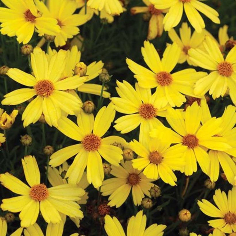 Coreopsis Citrine (Floración)