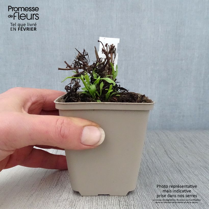 Coreopsis Cosmic Eye Maceta de 8/9 cm Ejemplar entregado en invierno