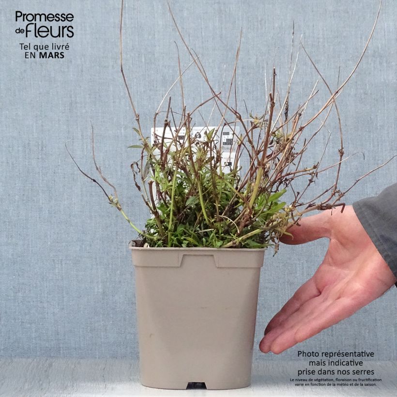 Coreopsis Cosmic Eye Maceta 2L/3L Ejemplar entregado en la primavera