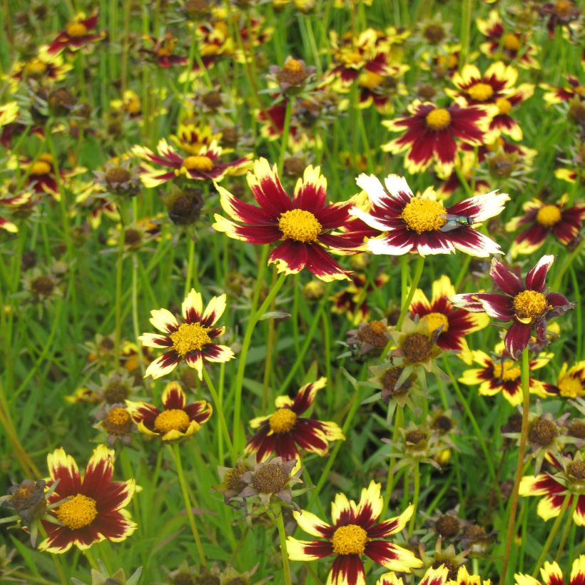 Coreopsis Cosmic Eye (Porte)