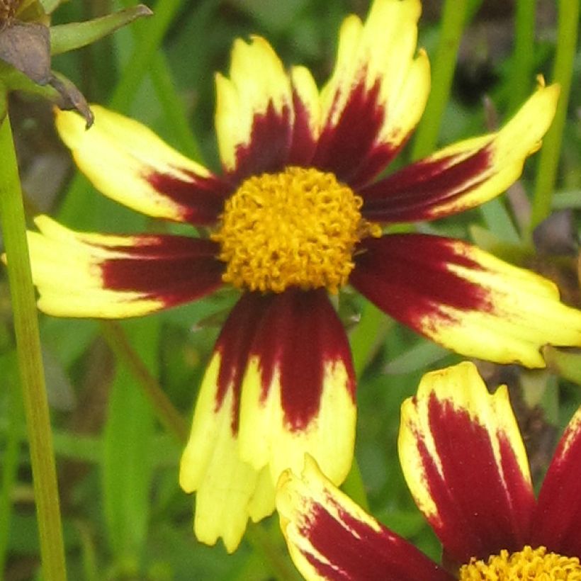 Coreopsis Cosmic Eye (Floración)
