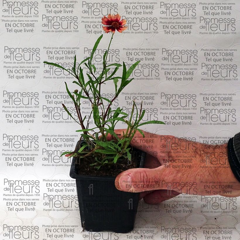 Ejemplo de ejemplar de Coreopsis Desert Coral Maceta de 8/9 cm tal y como se entrega