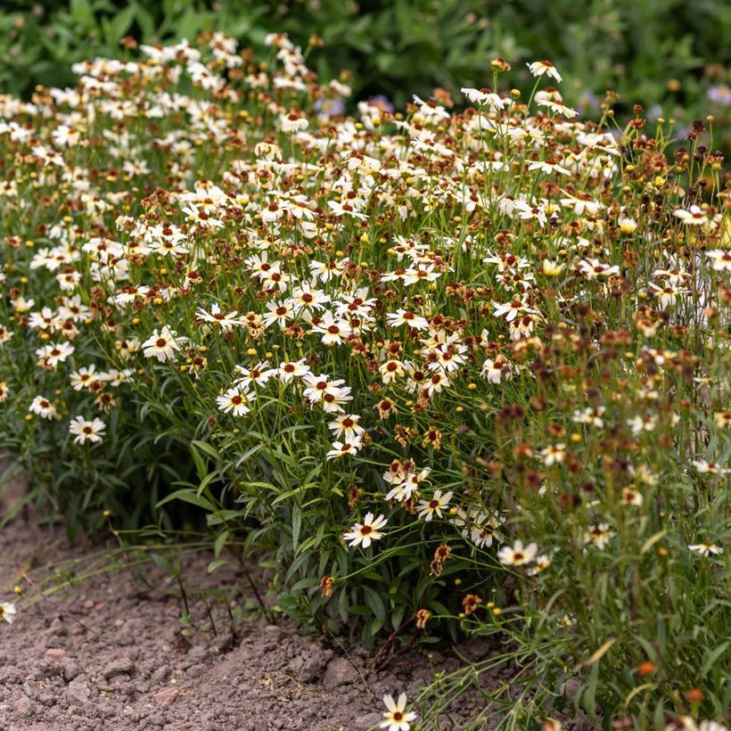 Coreopsis Fool's Gold (Porte)