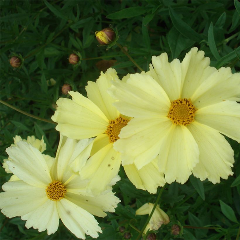 Coreopsis Full Moon Madness (Floración)