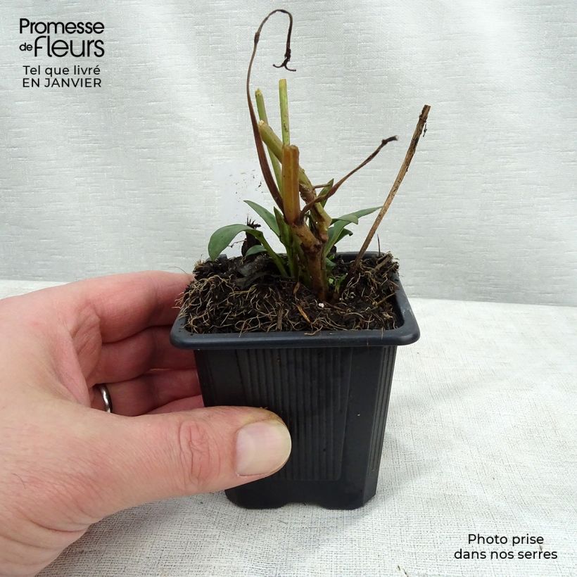 Coreopsis Full Moon Madness Maceta de 8/9 cm Ejemplar entregado en invierno