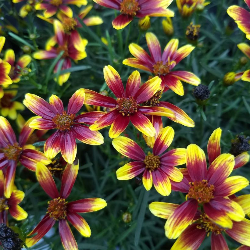 Coreopsis Honeybunch Red & Gold (Floración)