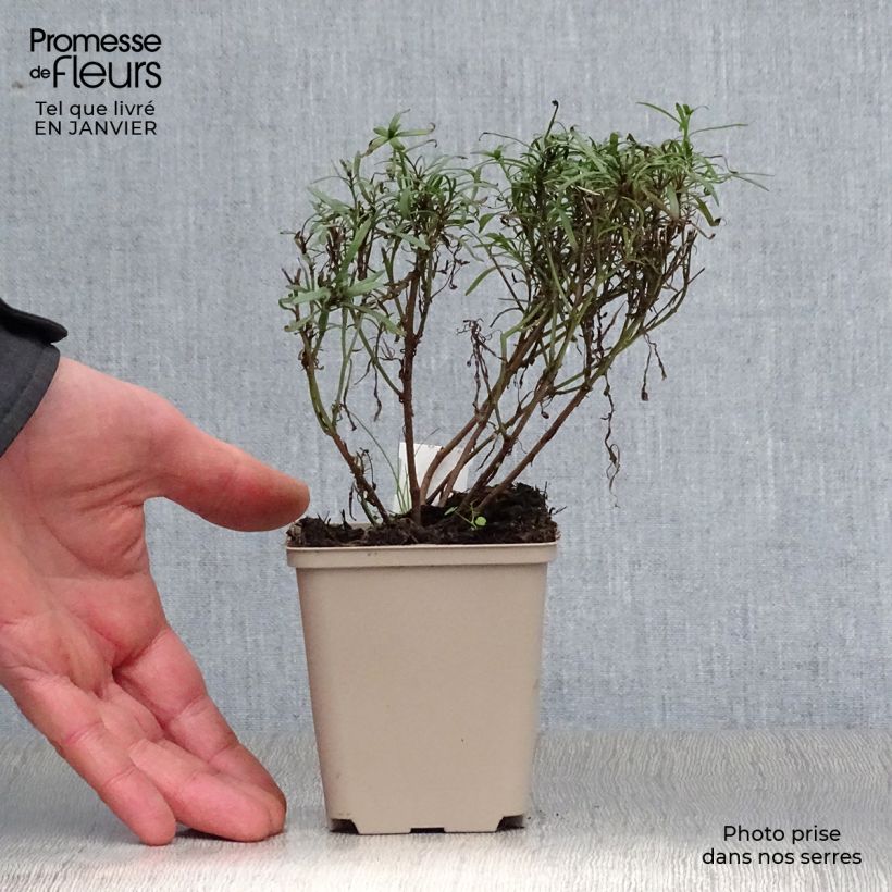 Coreopsis Honeybunch Red & Gold Maceta de 8/9 cm Ejemplar entregado en invierno