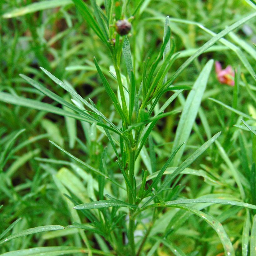 Coreopsis Limerock Passion (Follaje)