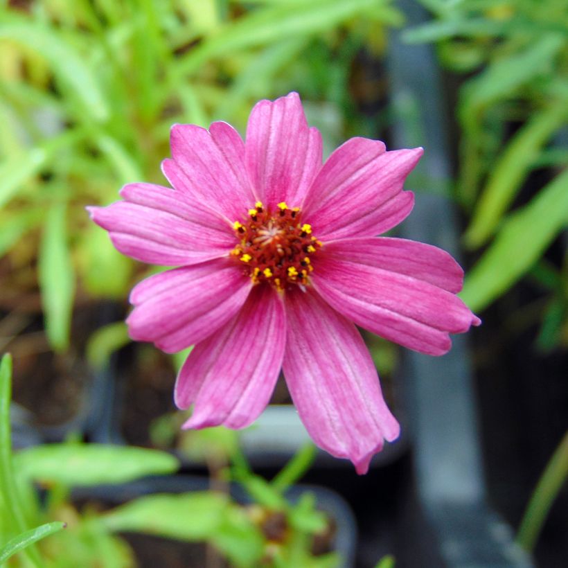 Coreopsis Limerock Passion (Floración)