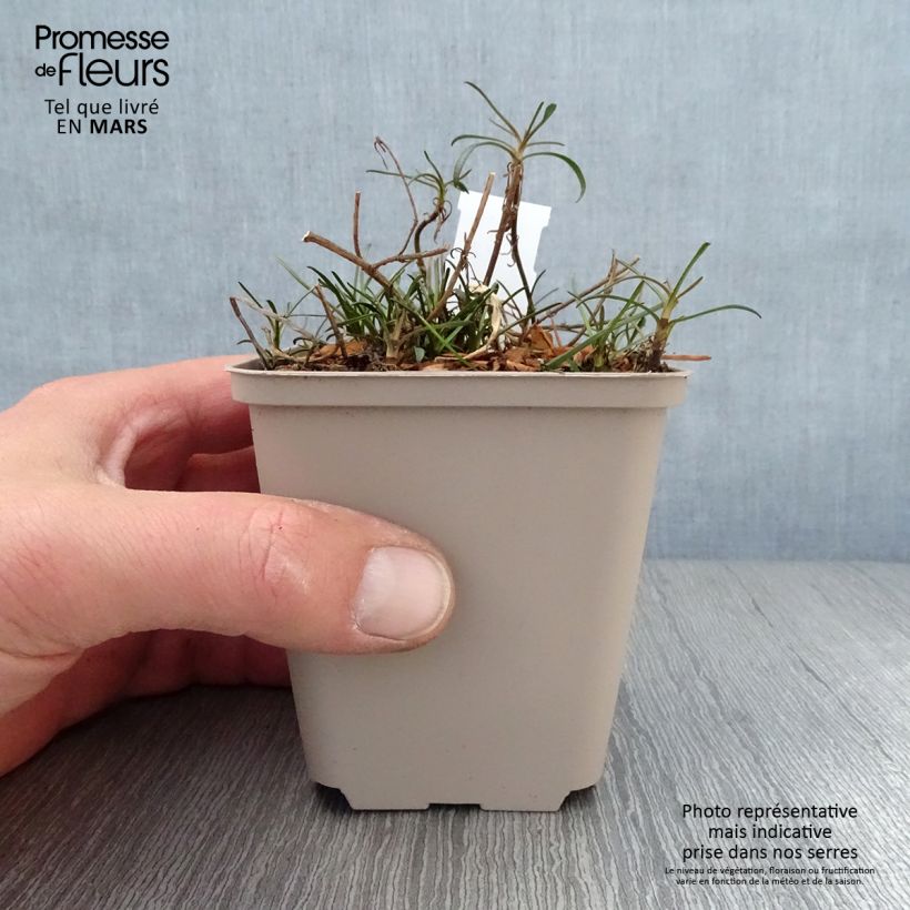 Coreopsis Limerock Passion Maceta de 8/9 cm Ejemplar entregado en la primavera