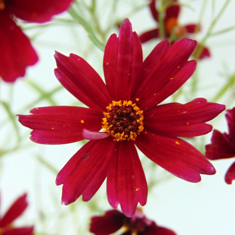 Coreopsis rosea Limerock ruby (Floración)