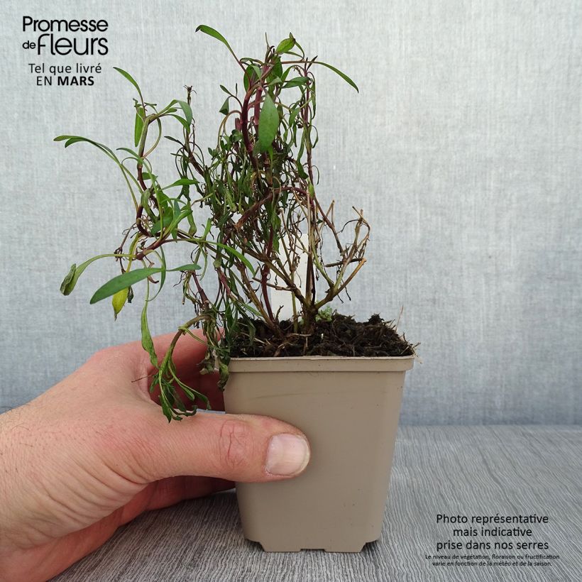 Coreopsis rosea Limerock ruby Maceta de 8/9 cm Ejemplar entregado en invierno