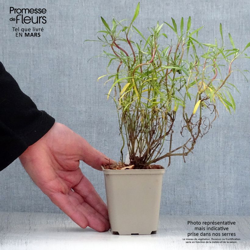 Coreopsis rosea Limerock ruby Maceta de 8/9 cm Ejemplar entregado en la primavera