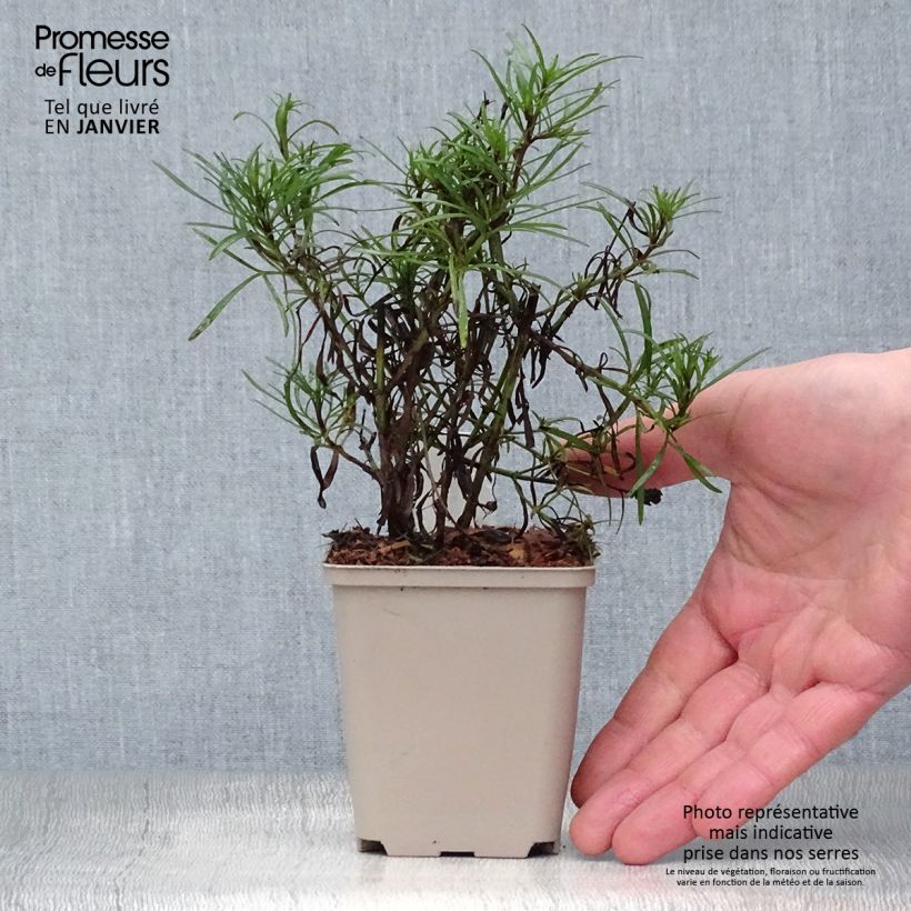 Coreopsis Madras Magic Maceta de 8/9 cm Ejemplar entregado en invierno