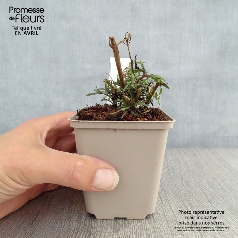 Coreopsis Madras Magic Maceta de 8/9 cm Ejemplar entregado en la primavera