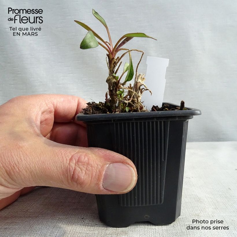 Coreopsis Mercury Rising Maceta de 8/9 cm Ejemplar entregado en invierno