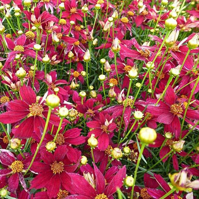 Coreopsis verticilliata Red Satin (Floración)