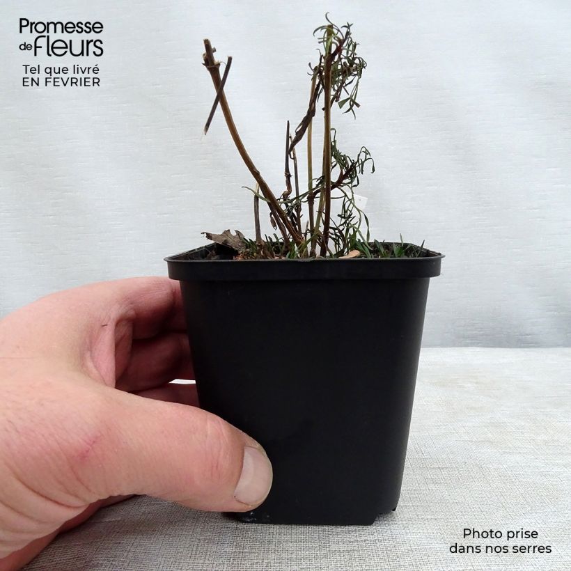 Coreopsis verticilliata Red Satin Maceta de 8/9 cm Ejemplar entregado en invierno