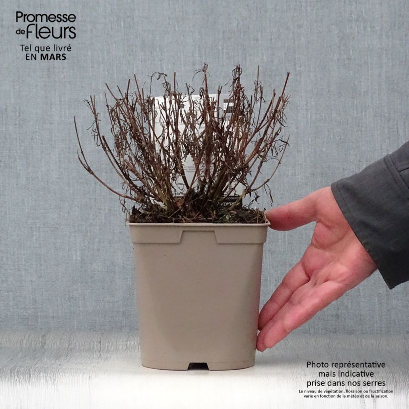 Coreopsis verticilliata Red Satin Maceta 2L/3L Ejemplar entregado en la primavera