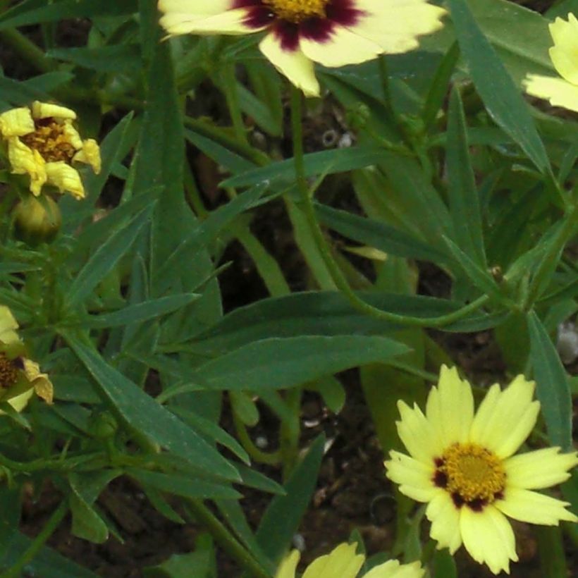 Coreopsis Redshift (Follaje)