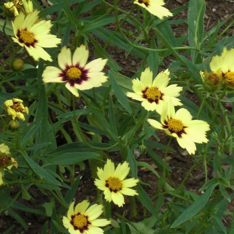Coreopsis Redshift (Floración)