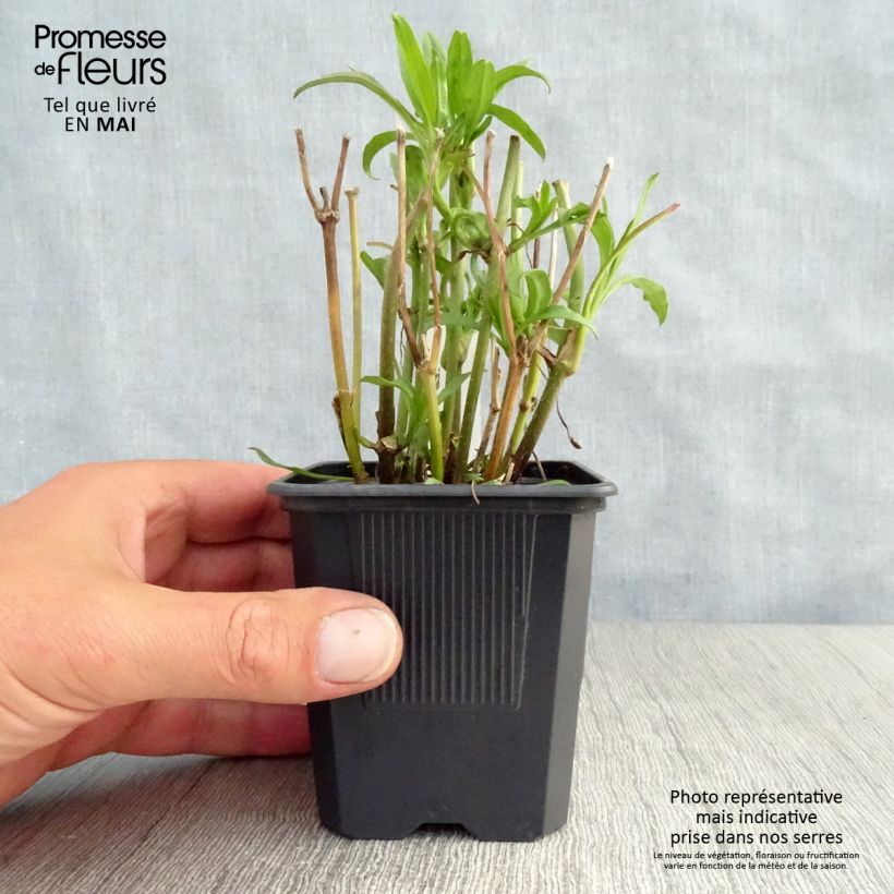 Coreopsis Redshift Maceta de 8/9 cm Ejemplar entregado en la primavera