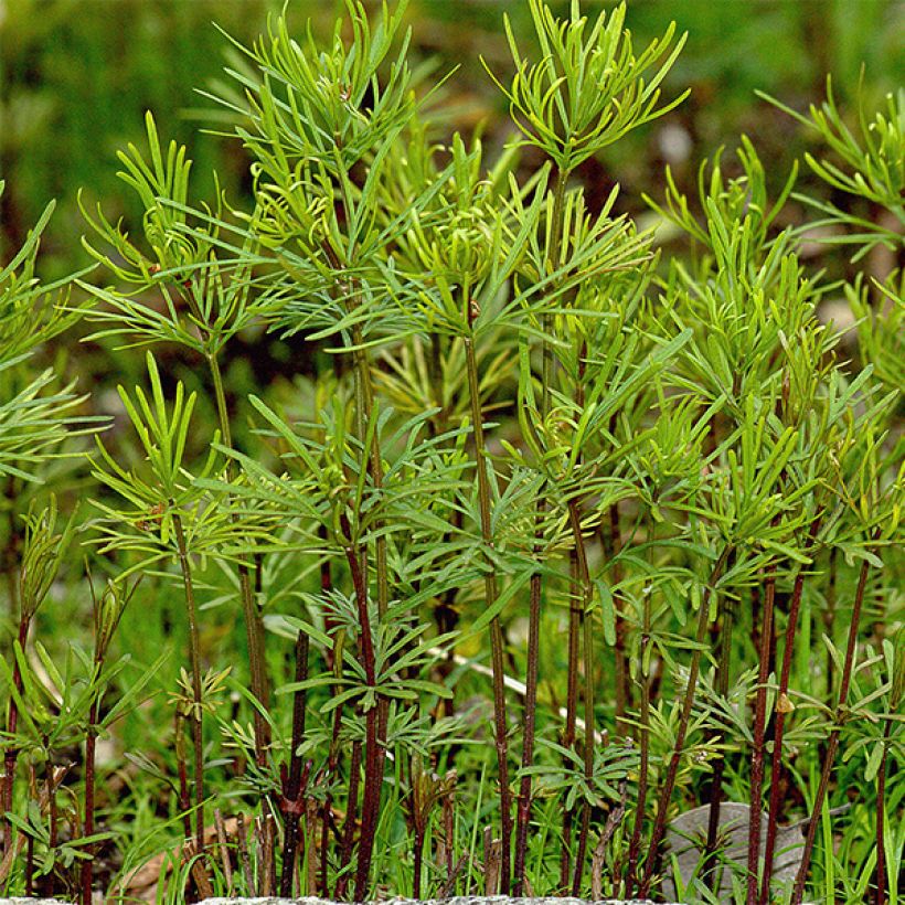 Coreopsis verticilliata Ruby Red (Follaje)