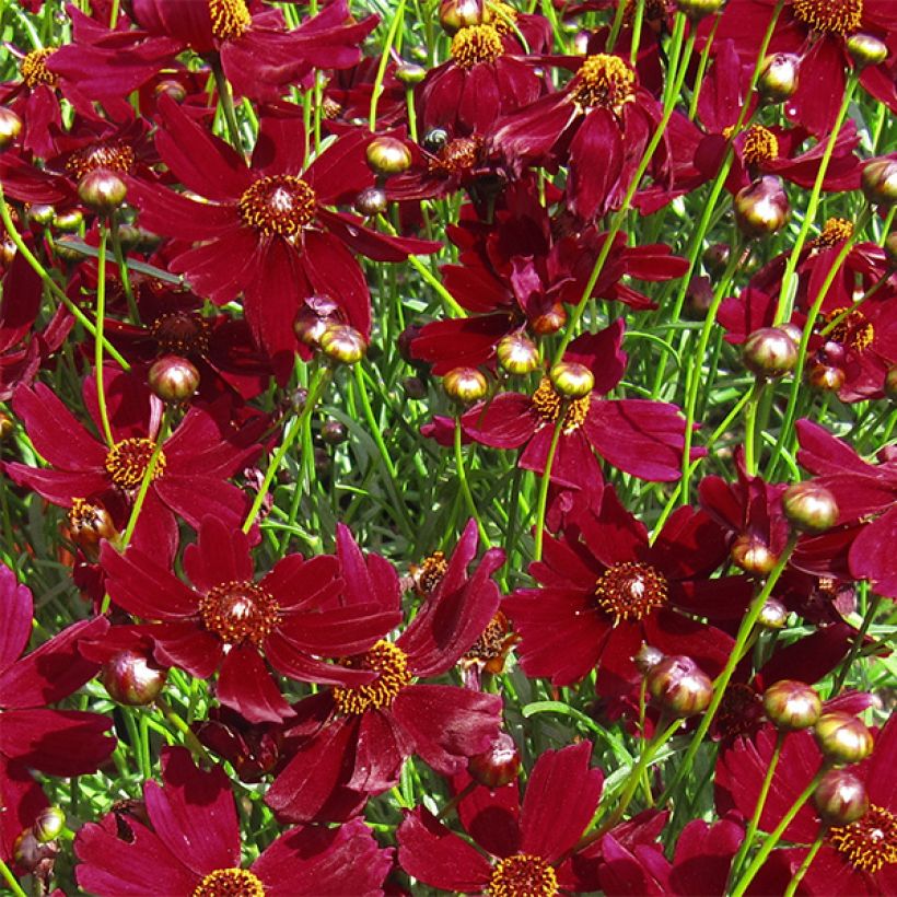 Coreopsis verticilliata Ruby Red (Floración)