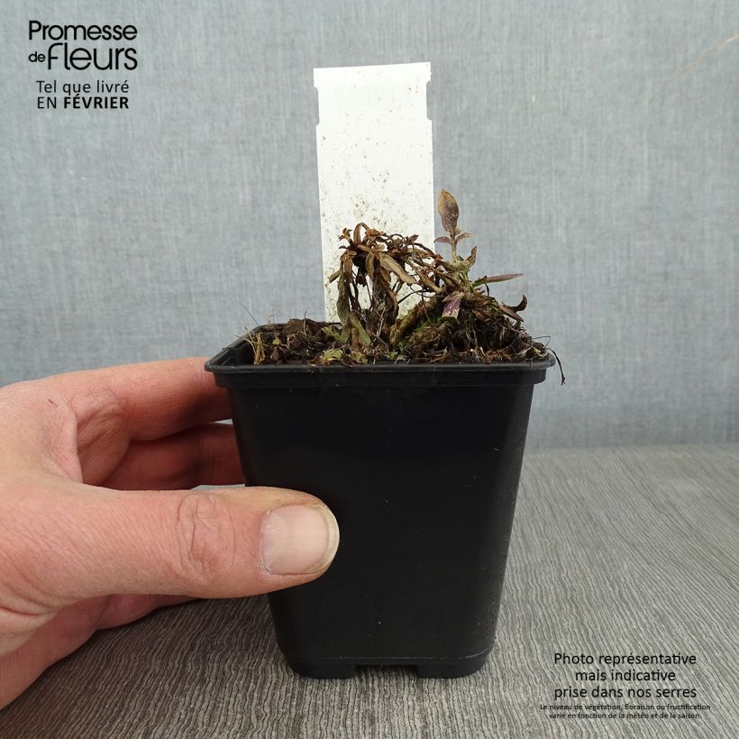 Coreopsis grandiflora Tequila Sunrise Maceta de 8/9 cm Ejemplar entregado en invierno