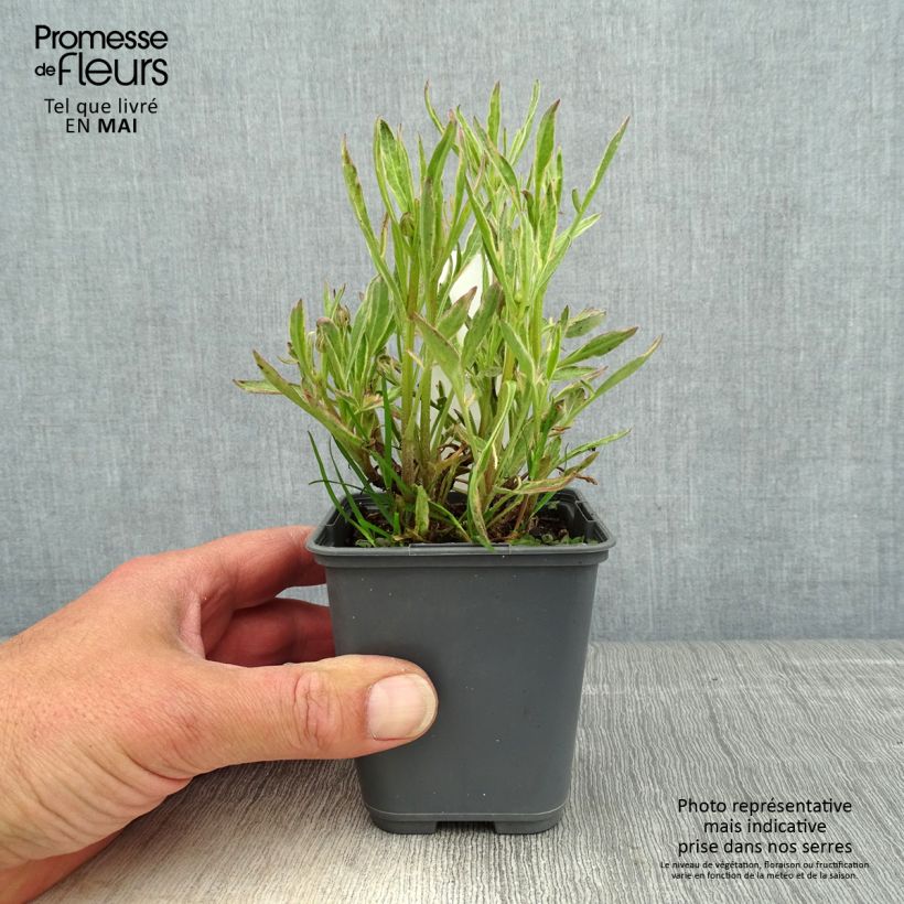 Coreopsis grandiflora Tequila Sunrise Maceta de 8/9 cm Ejemplar entregado en la primavera