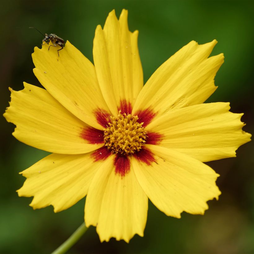 Coreopsis grandiflora Tequila Sunrise (Floración)