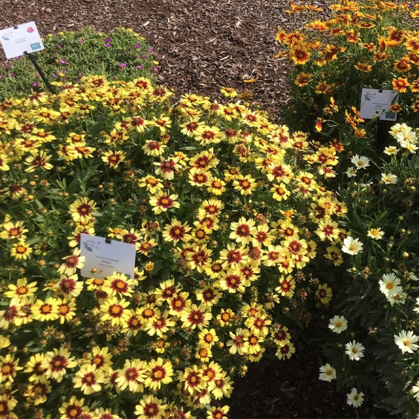Coreopsis Uptick Yellow and Red (Porte)