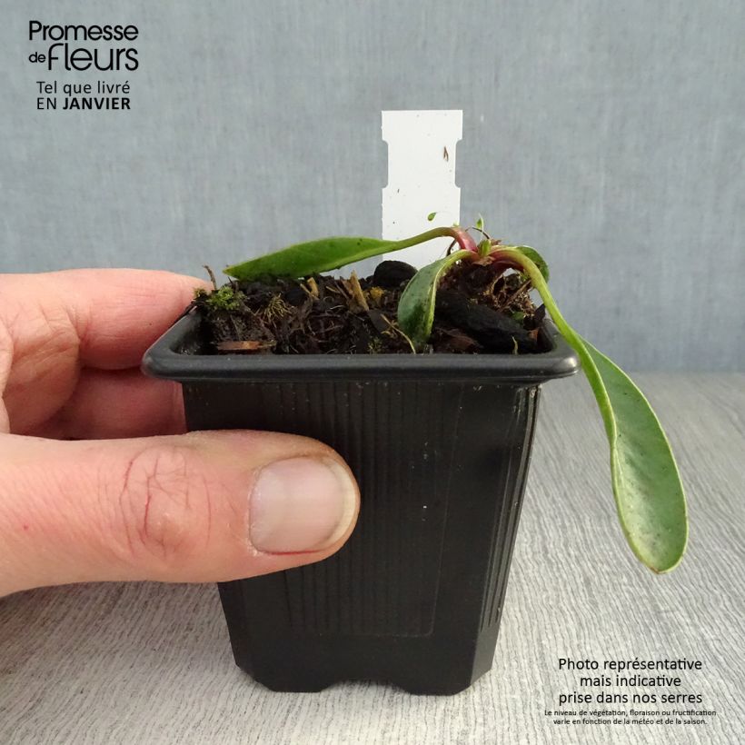 Coreopsis grandiflora Badengold Maceta de 8/9 cm Ejemplar entregado en invierno