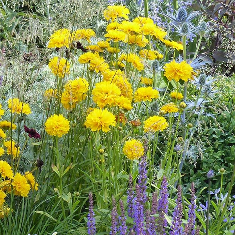 Coreopsis alpinus Early Sunrise (Porte)