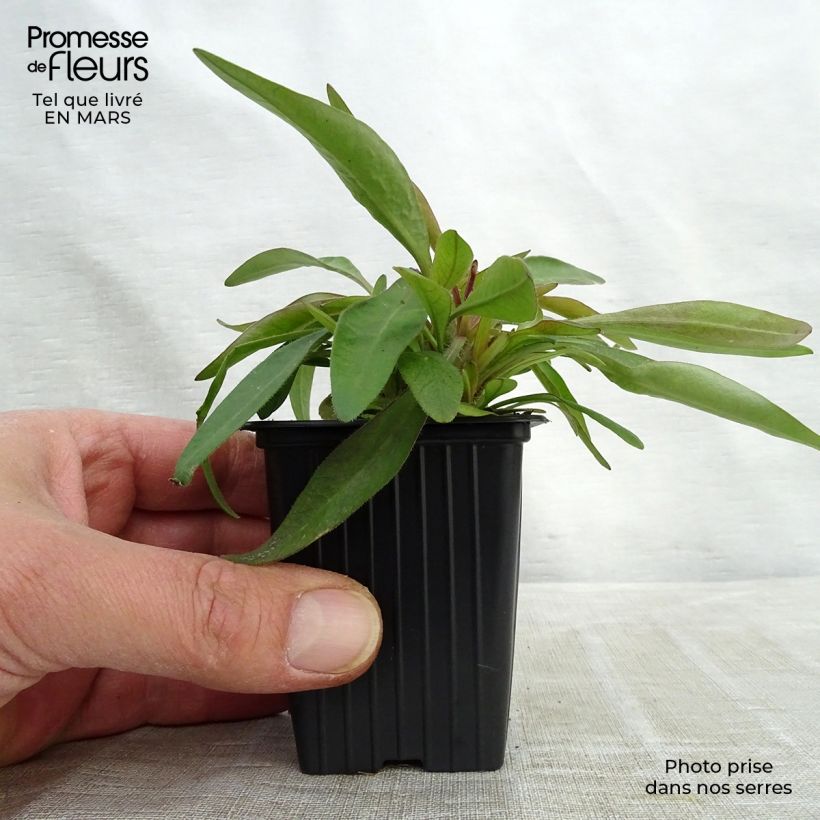 Coreopsis alpinus Early Sunrise Maceta de 7/8 cm Ejemplar entregado en invierno