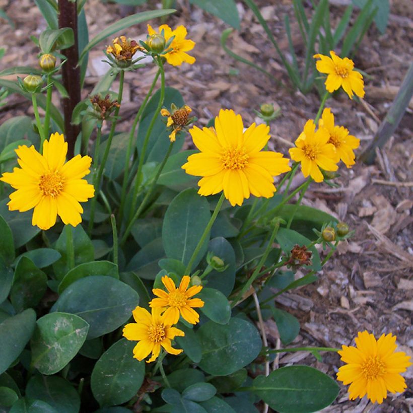 Coreopsis auriculata nana Elfin Gold (Floración)