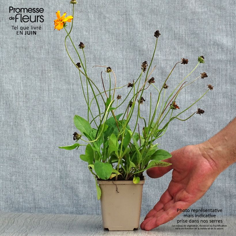 Ejemplar de Coreopsis auriculata Nana Maceta de 8/9 cm entregado en verano