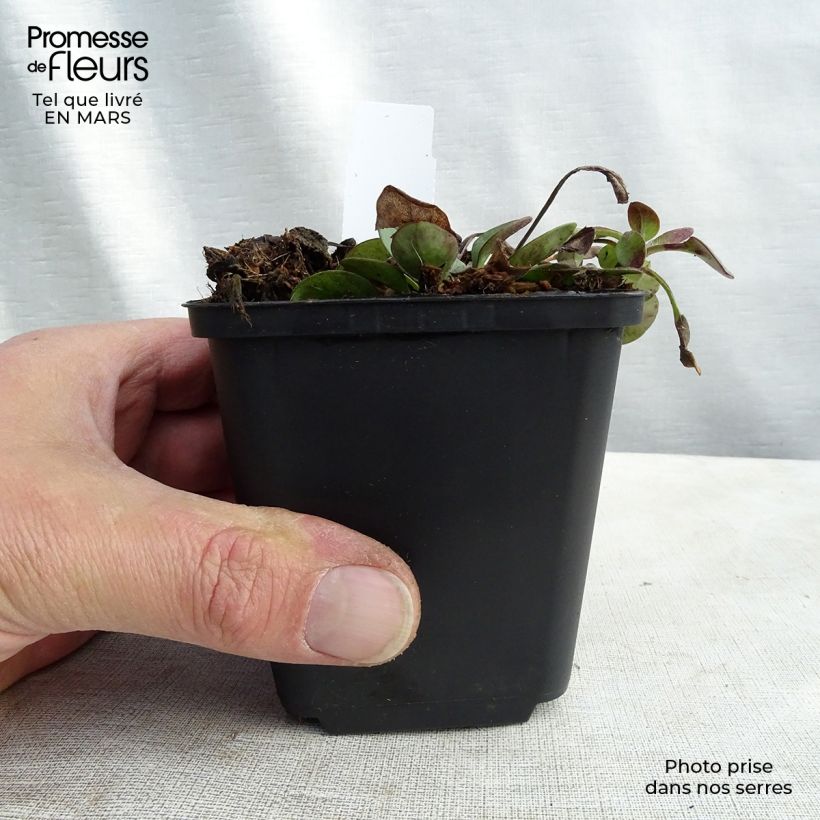 Coreopsis auriculata Nana Maceta de 8/9 cm Ejemplar entregado en invierno