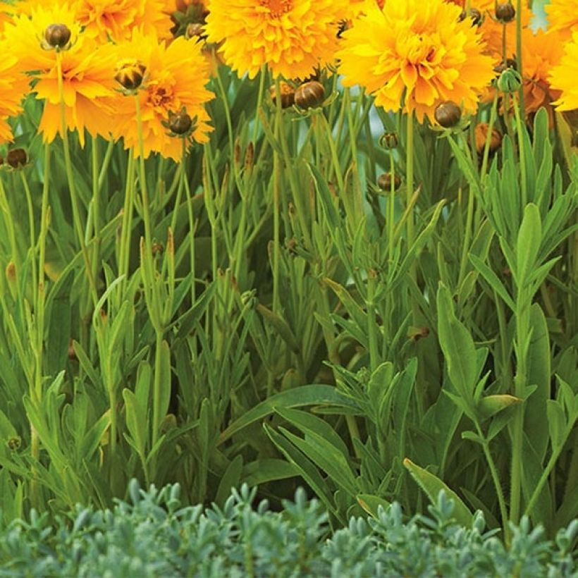 Coreopsis grandiflora Badengold (Follaje)